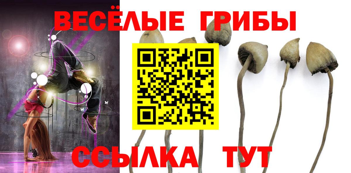 Псилоцибиновые грибы Cubensis Краснодар